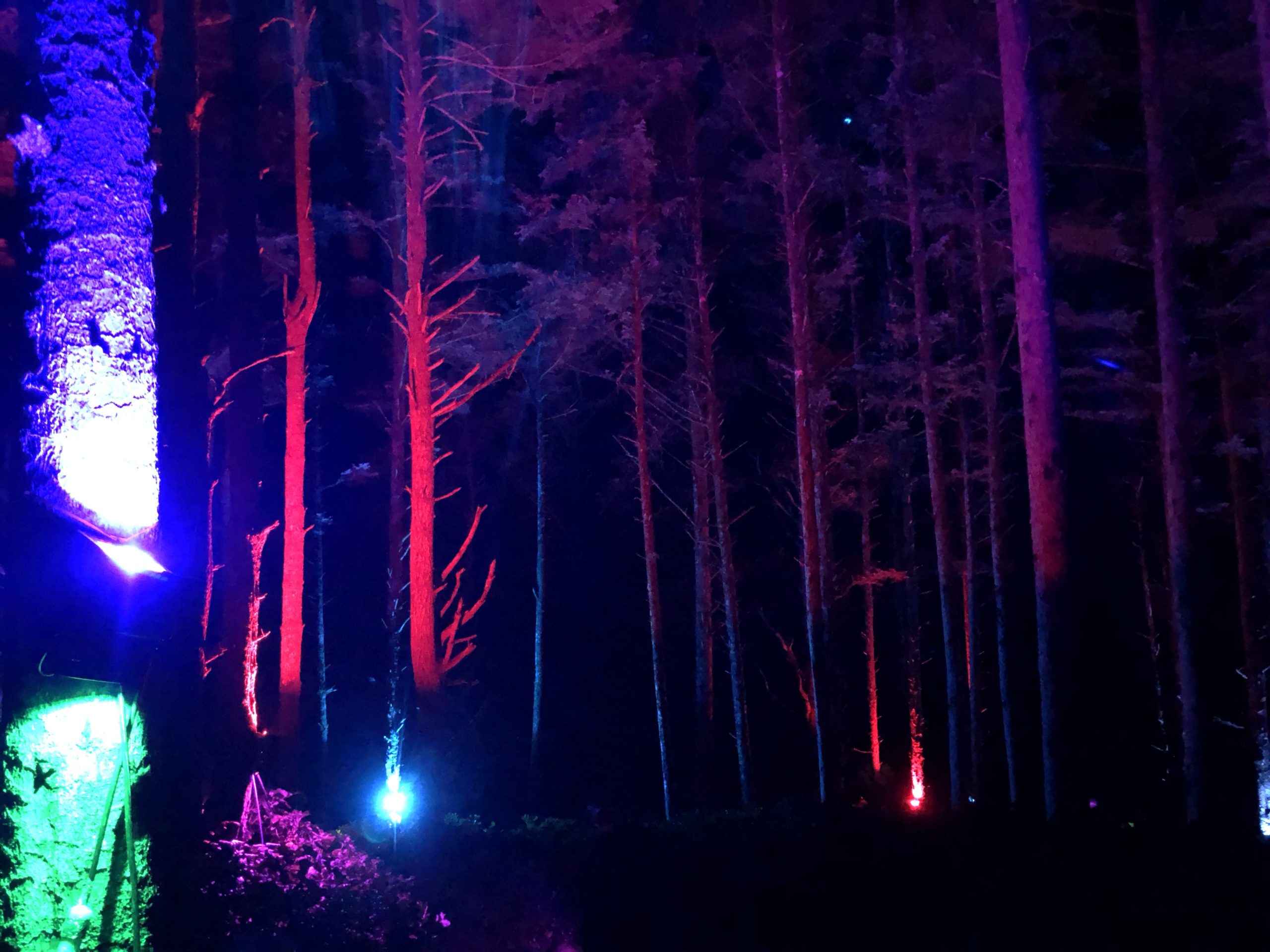 Faerie forest lights Wildstone Arts